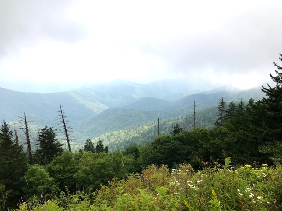 View from Clingmans Dome, August 2017--Andrea Walton