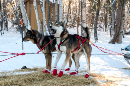 Sled Dogs at Slaven's Roadhouse photo