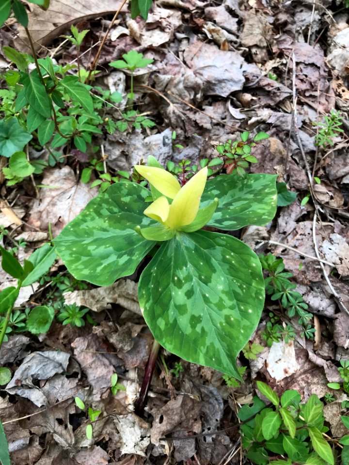 Yellow trillium, April 2018--Andrea Walton