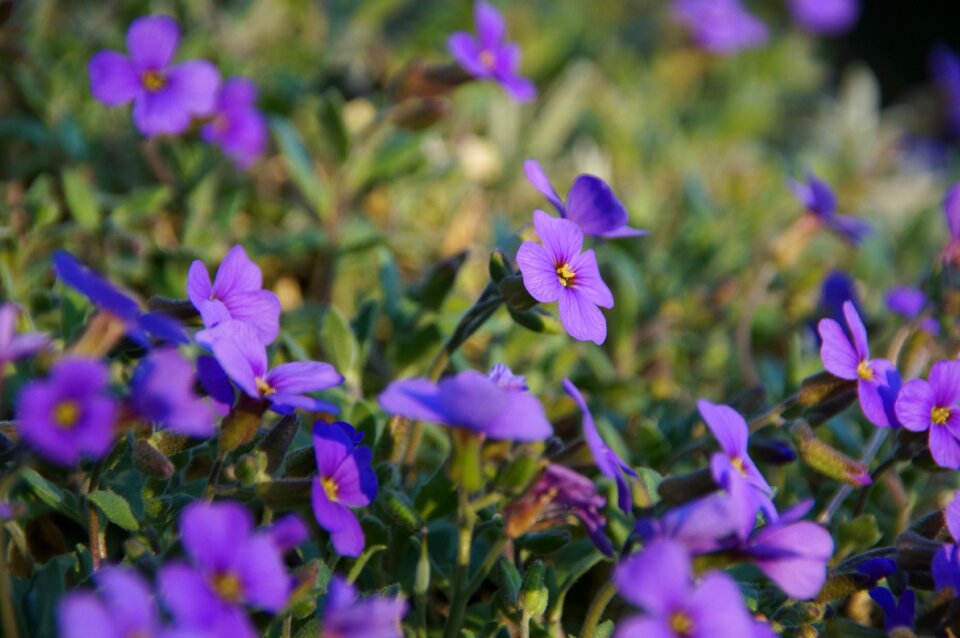 Purple summer blossom