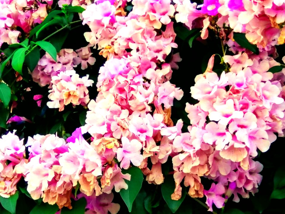 IMAG0051