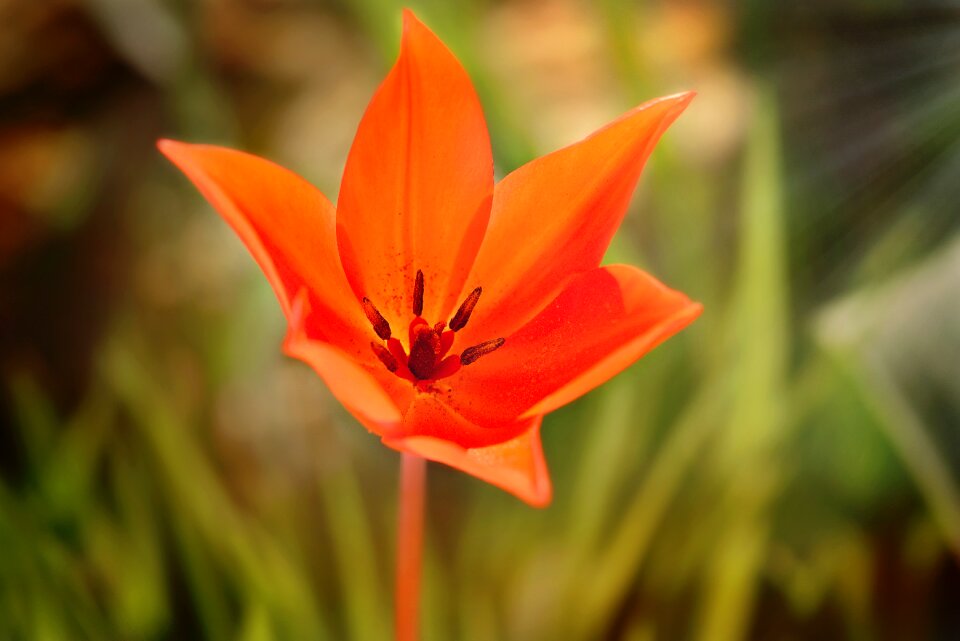 Bloom spring flower garden