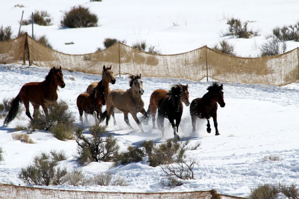 Swasey Wild Horse Gather Day 3: 2/14/13