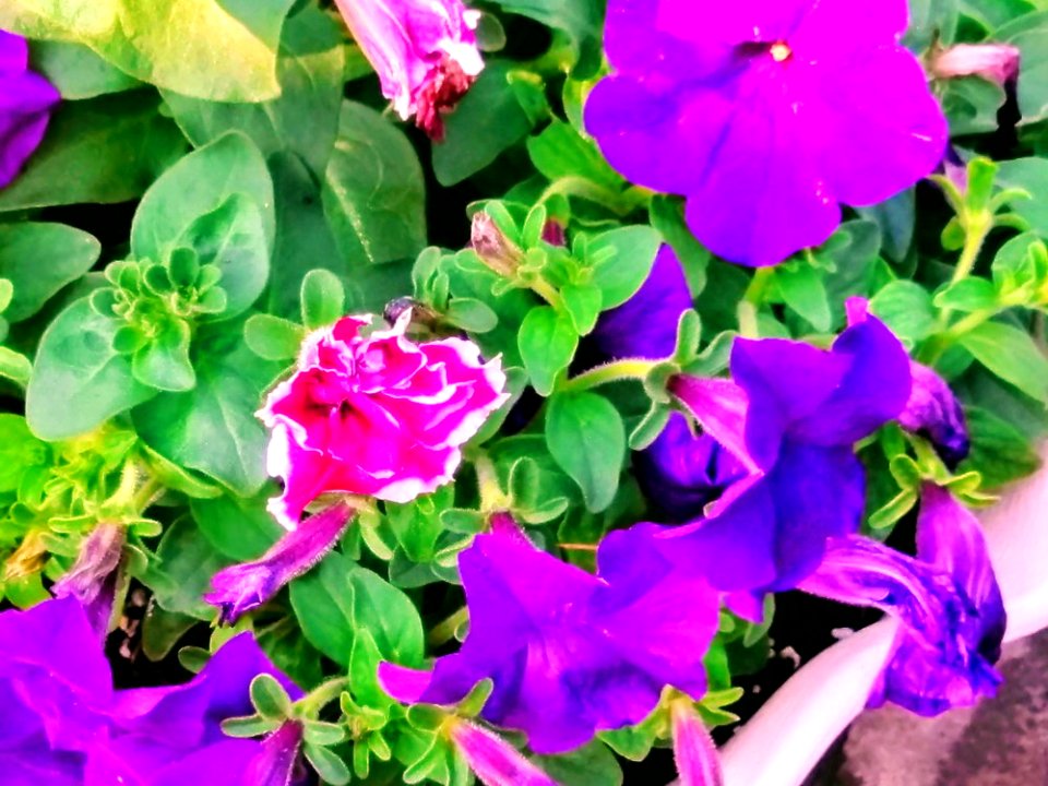 IMAG0052