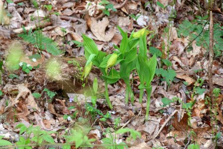 Yellow ladyslippers, April 2018--Warren Bielenberg