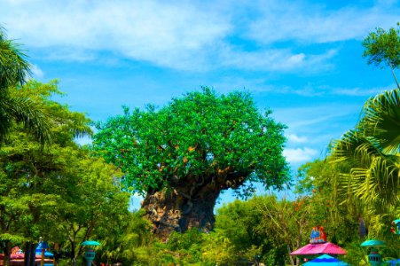Tree of Life