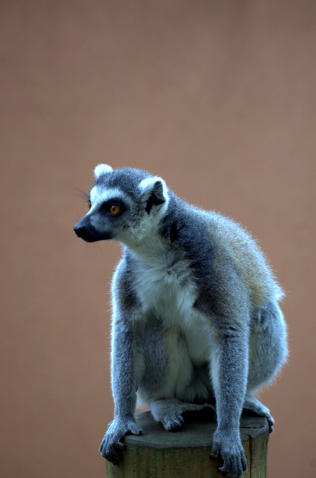 állatportré animal zoo