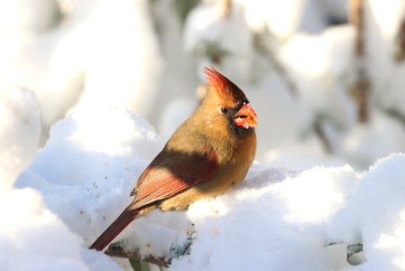Northern cardinal, December 2020 -- Warren Bielenberg 3 photo