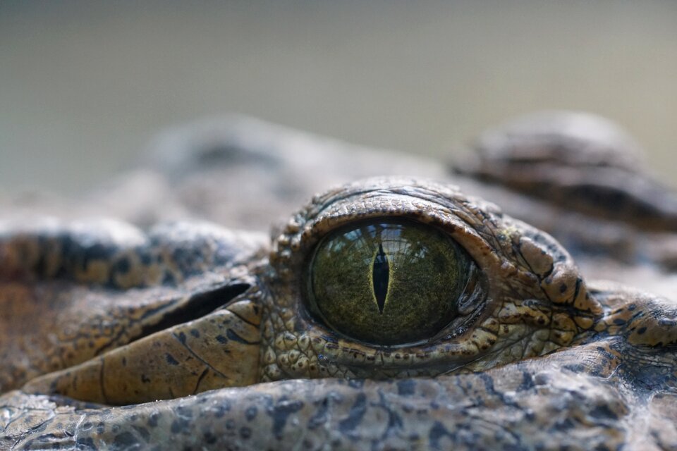 Eye reptile hunter