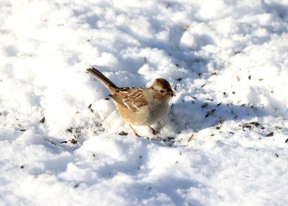 White-crowned sparrow (immature), December 2020 -- Warren Bielenberg photo
