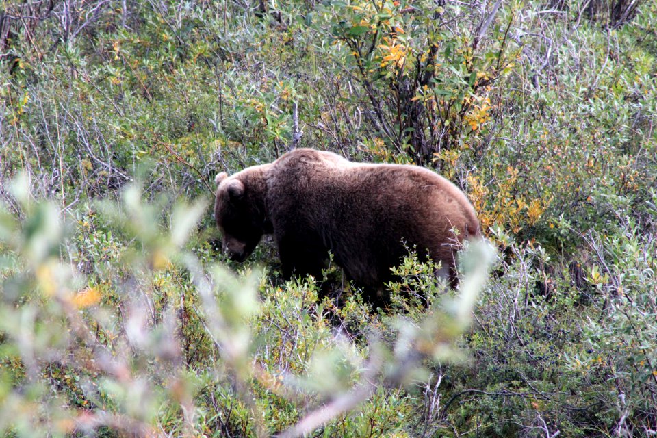 Brown Bear At Denali National Park 4