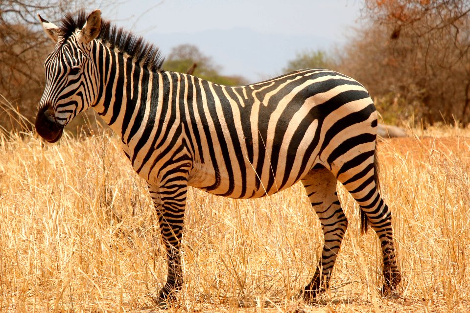 Zebra