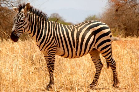 Zebra