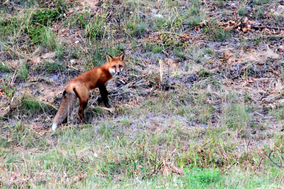 Fox On The ALCAN 2
