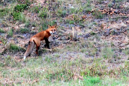 Fox On The ALCAN 2