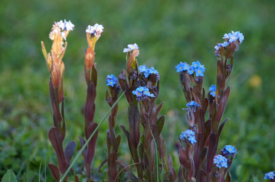 Garden close up blue