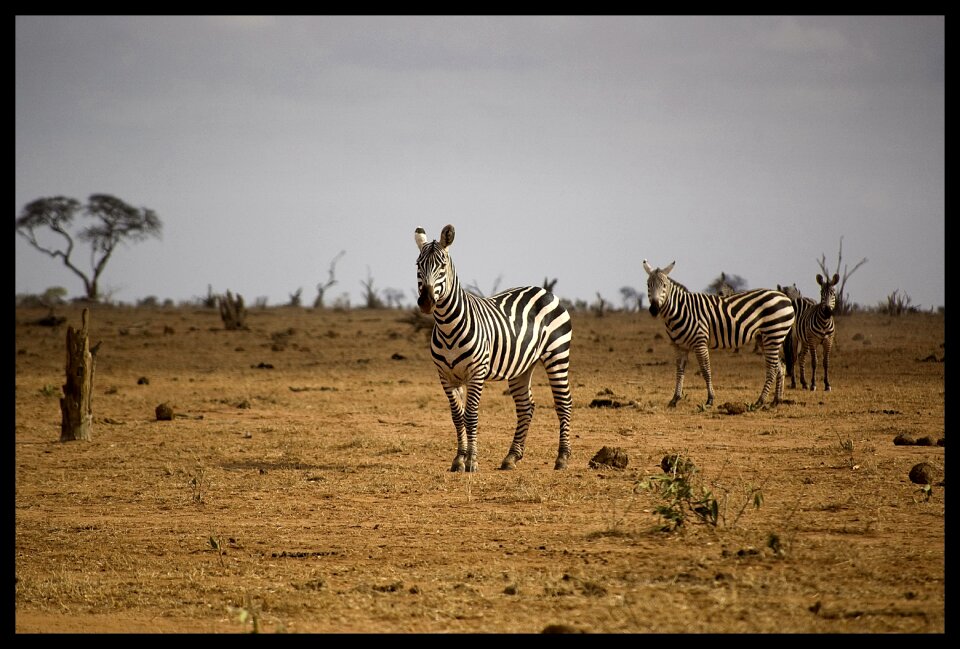 Animal striped wild