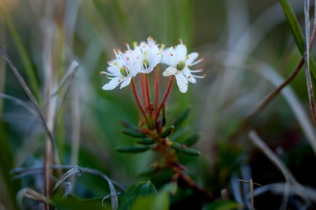 Tundra flower photo