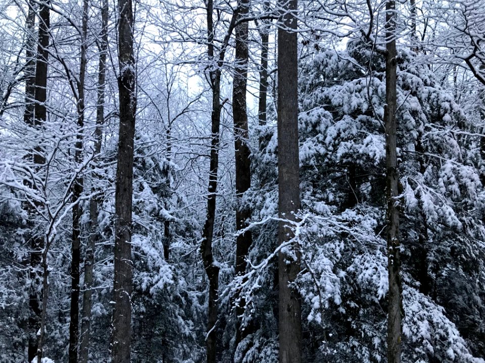 Snowy trees--Andrea Walton