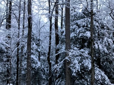 Snowy trees--Andrea Walton