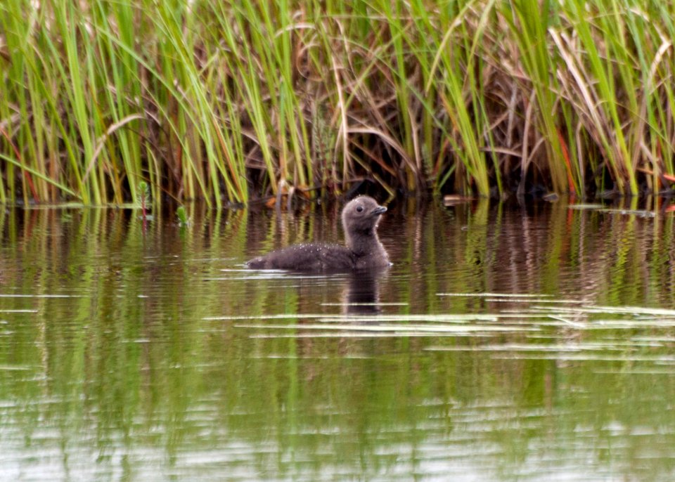 2013NomeBaby loon 1