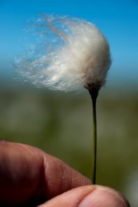 Cotton grass photo