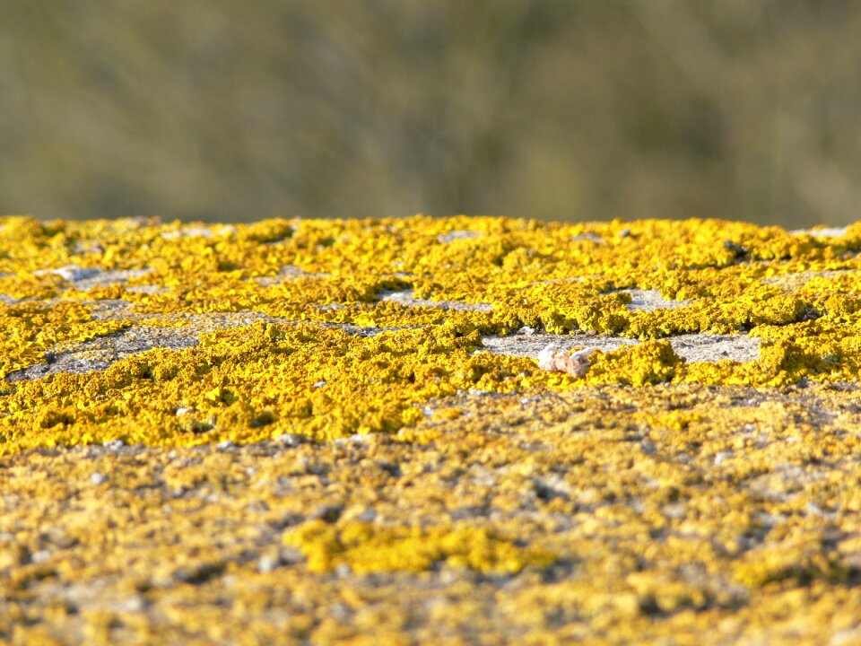 Moss old public record