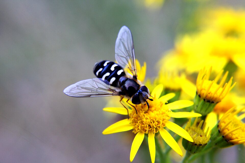 Flower yellow wings