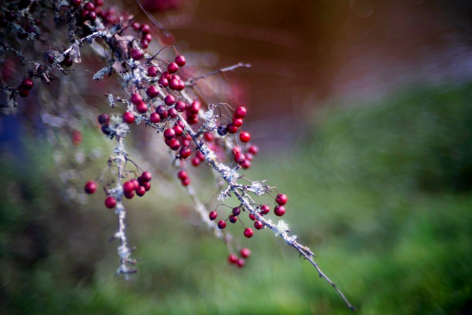 Sonnetar MC 50mm f1.1 wide open