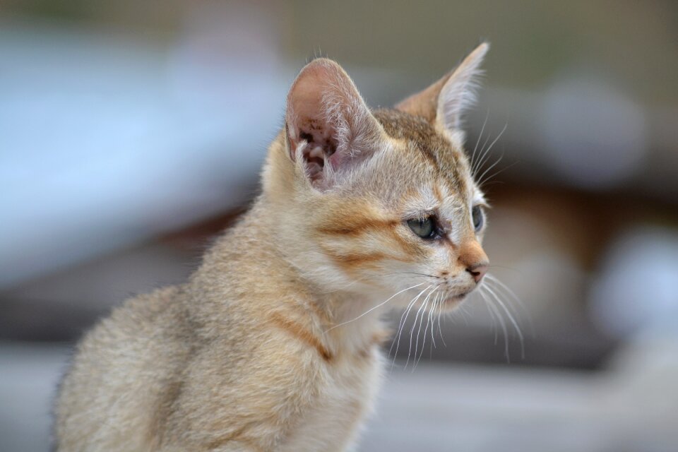 Beautiful cute fur