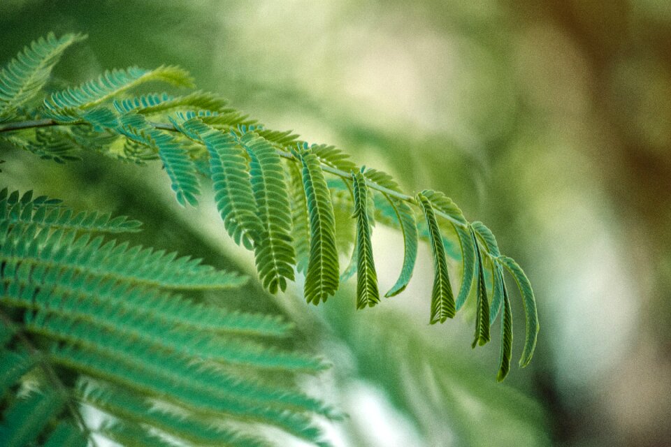 Close macro detail