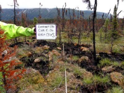 Patchy Burn Area