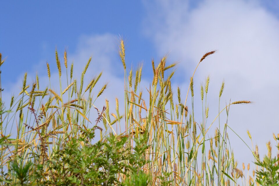 Field farming nature