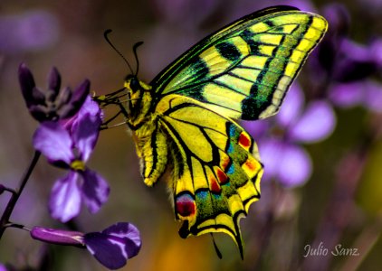 Papilio machaon