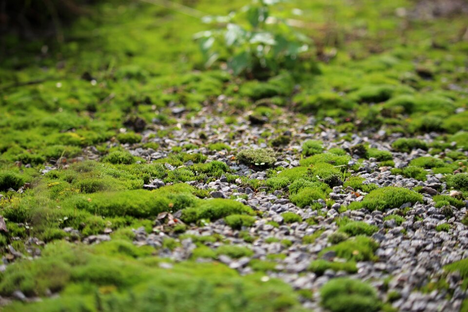 Pebble stones brownfield