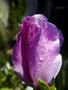 Garden lila hibiscus photo