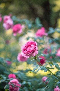 Pink roses flower photo