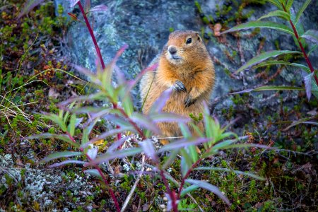 Arctic Ground Squirrel (3) - Spermophilus parryii photo