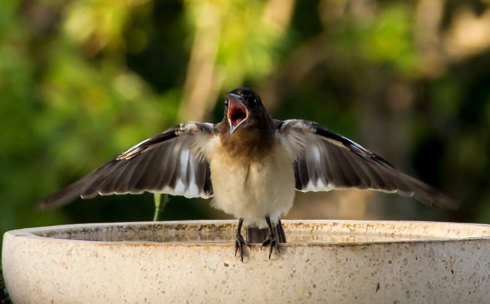 Young hungry flutter