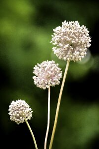Garlic flower garlic flora