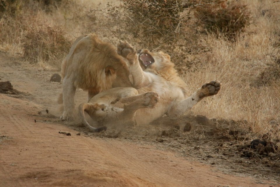 Lions