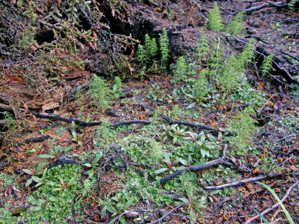 Early Vegetation
