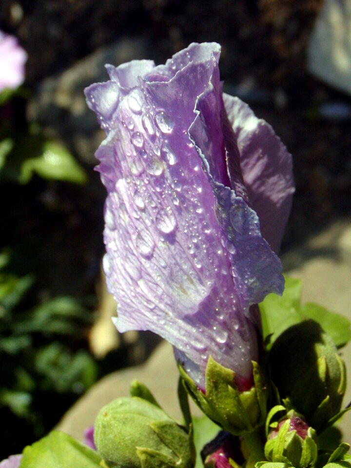 Morning dew water-drop