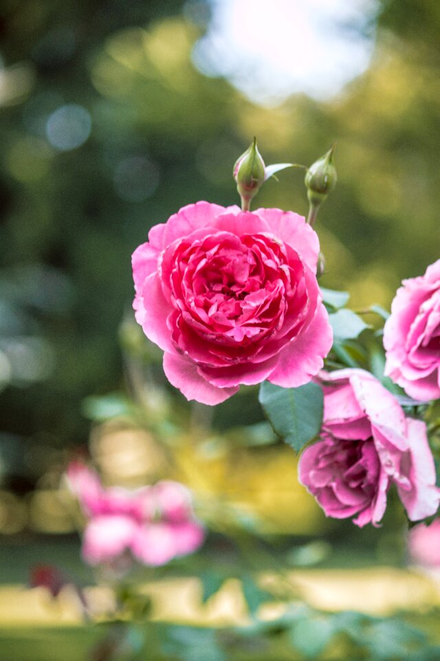 Pink roses flower