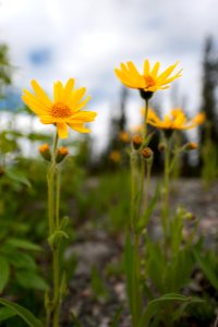 Nabesna Road - Wrangell-St. Elias