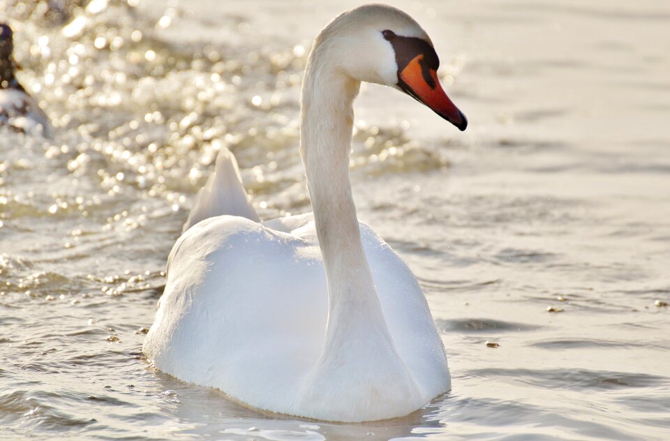 Animal world lake bird