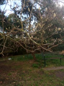 Mycenae House gardens