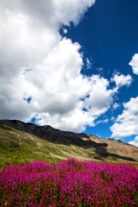 Fireweed in Bremner Portrait