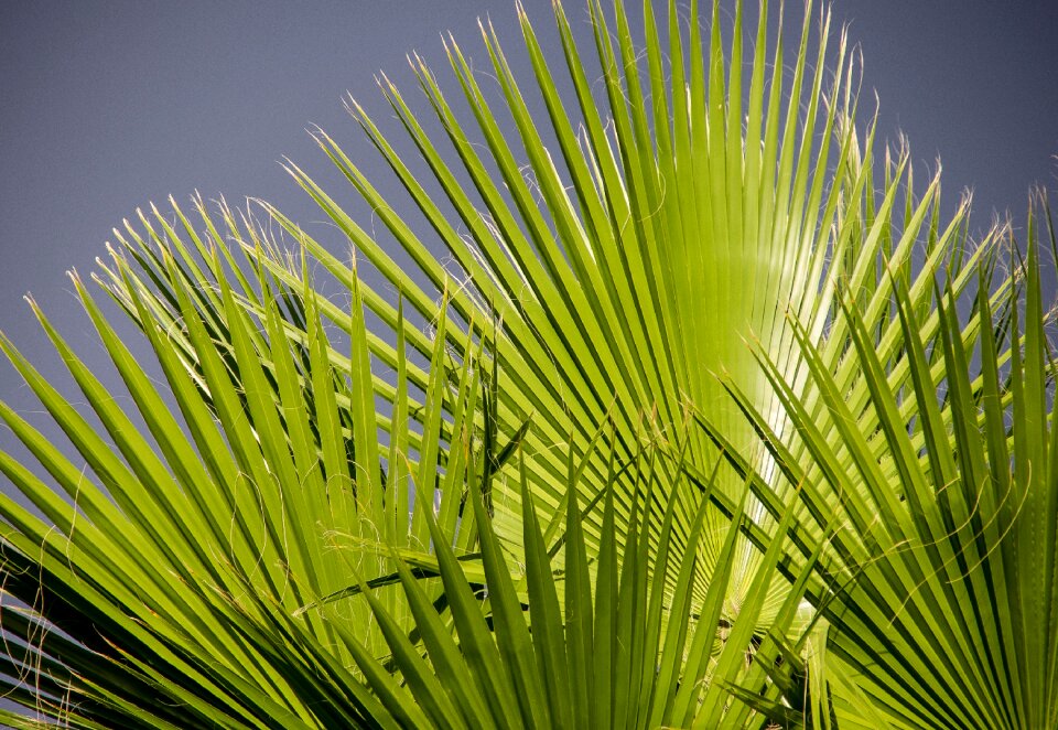 Green foliage pattern