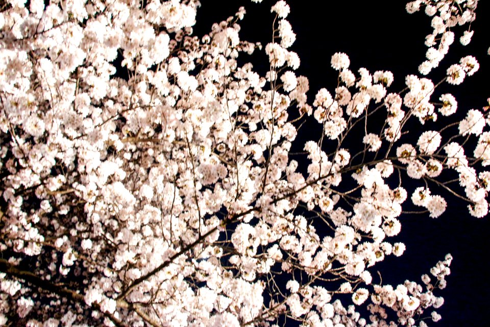 Sakura night